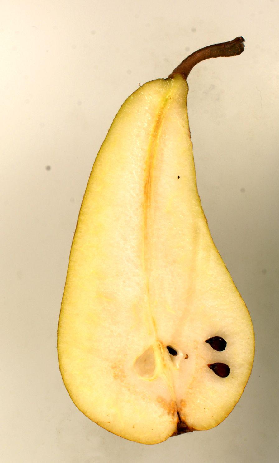 Van Marums Flaschenbirne