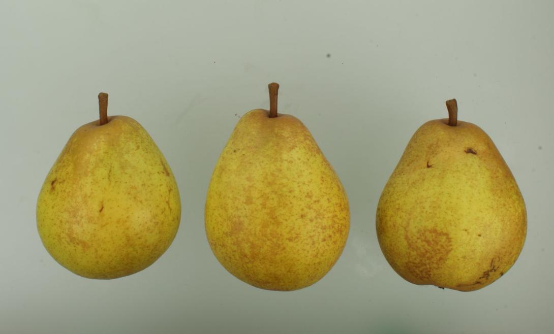 Weiße Herbstbutterbirne