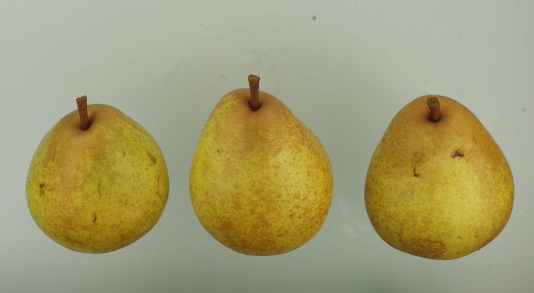 Weiße Herbstbutterbirne