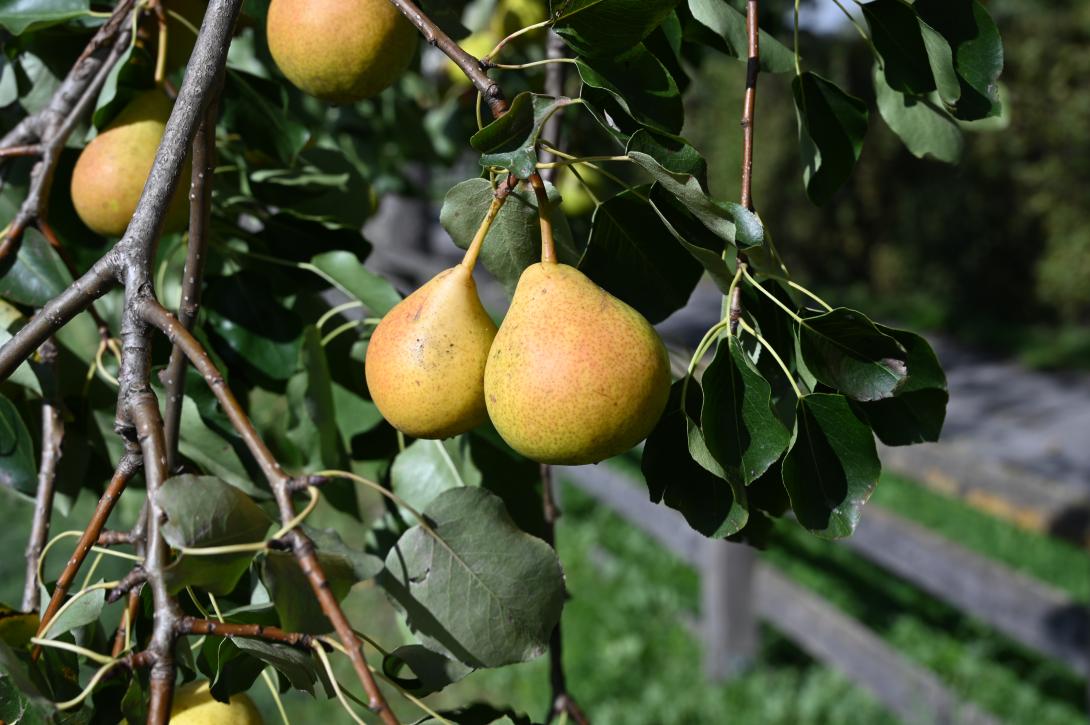 Das Foto zeigt Früchte am Baum