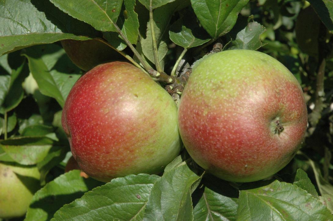 Extertaler - Frucht am Baum