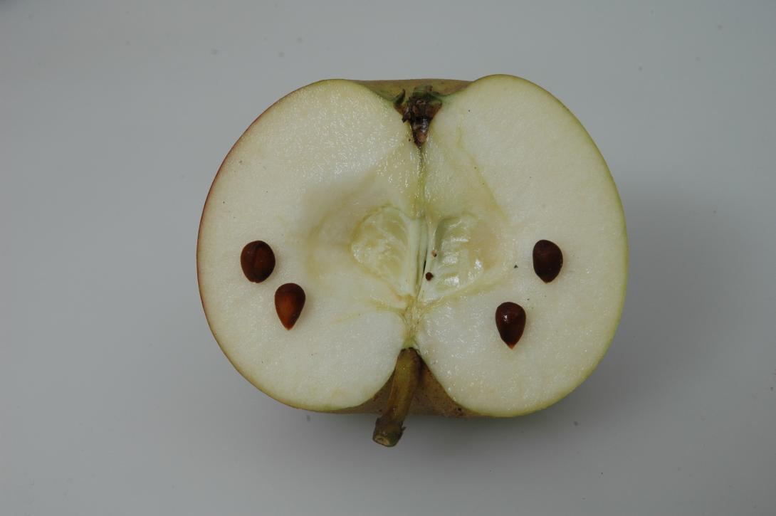 Tannenkrüger (geschnittene Frucht)