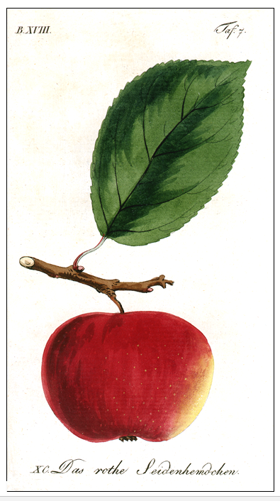Das rothe Seidenhemdchen (Sickler, Bd. 18,, Tafel 7