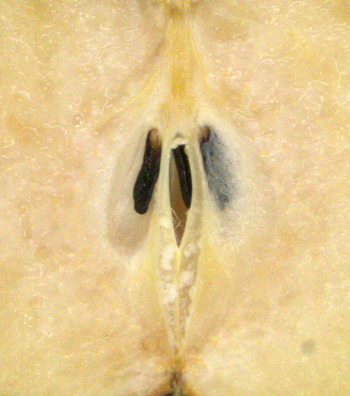 Achsenhöhle geöffnet und ausgeblüht.