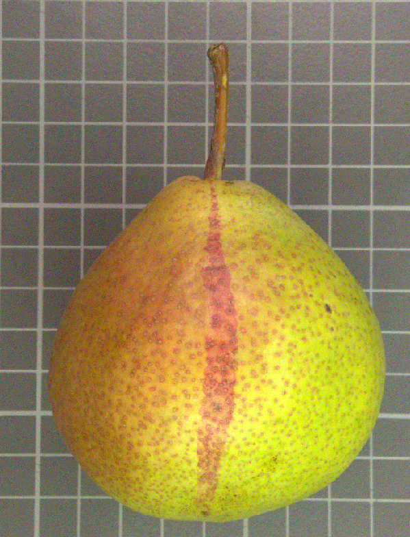 Schale mit Farbchimäre.