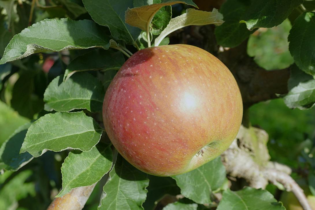 Frucht am Baum