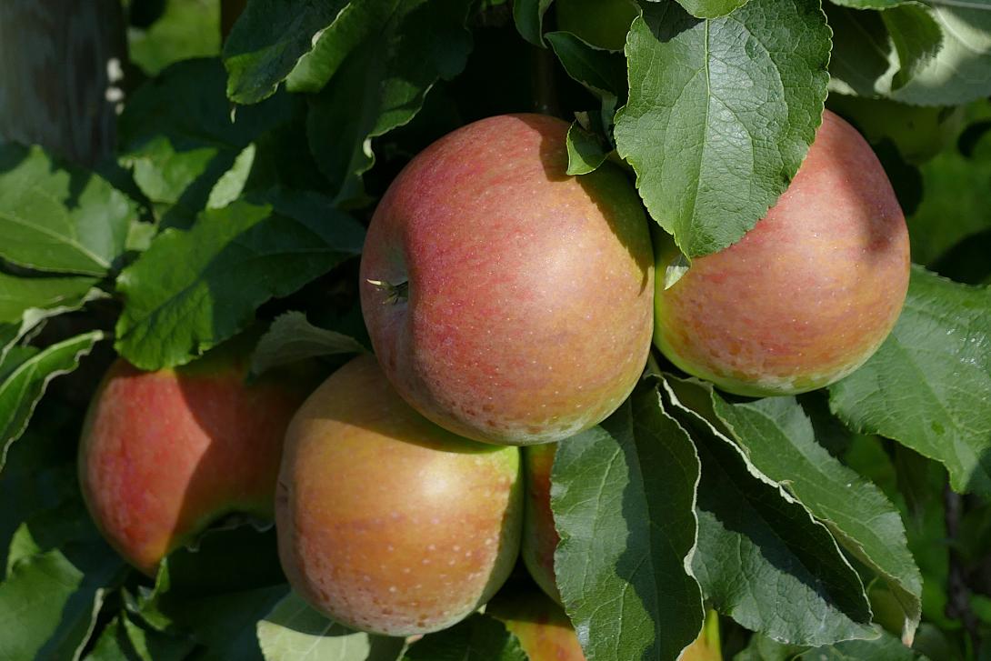 Früchte am Baum