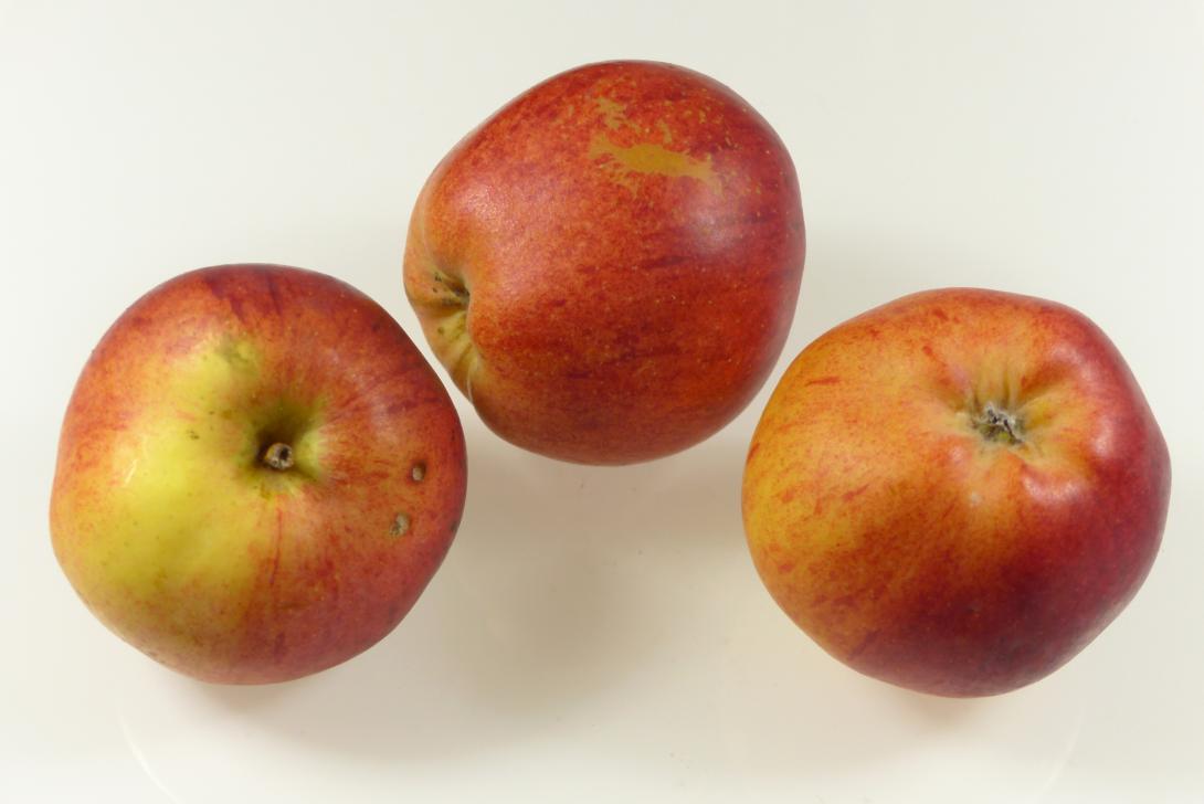 Dorheimer Streifling 3er Gruppe