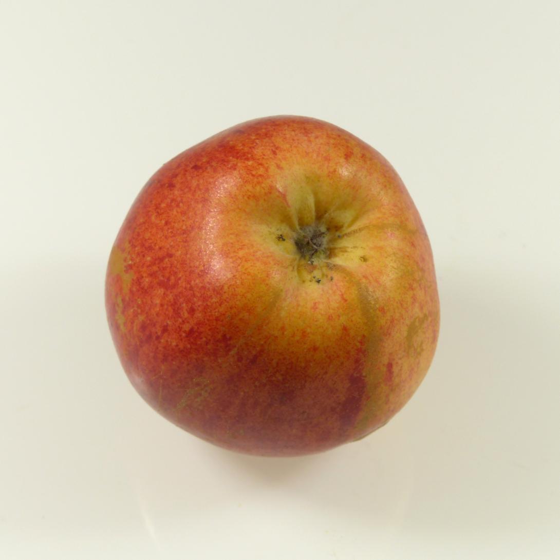 Dorheimer Streifling Kelchgrube