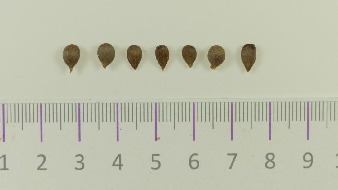 Dorheimer Streifling Kerne