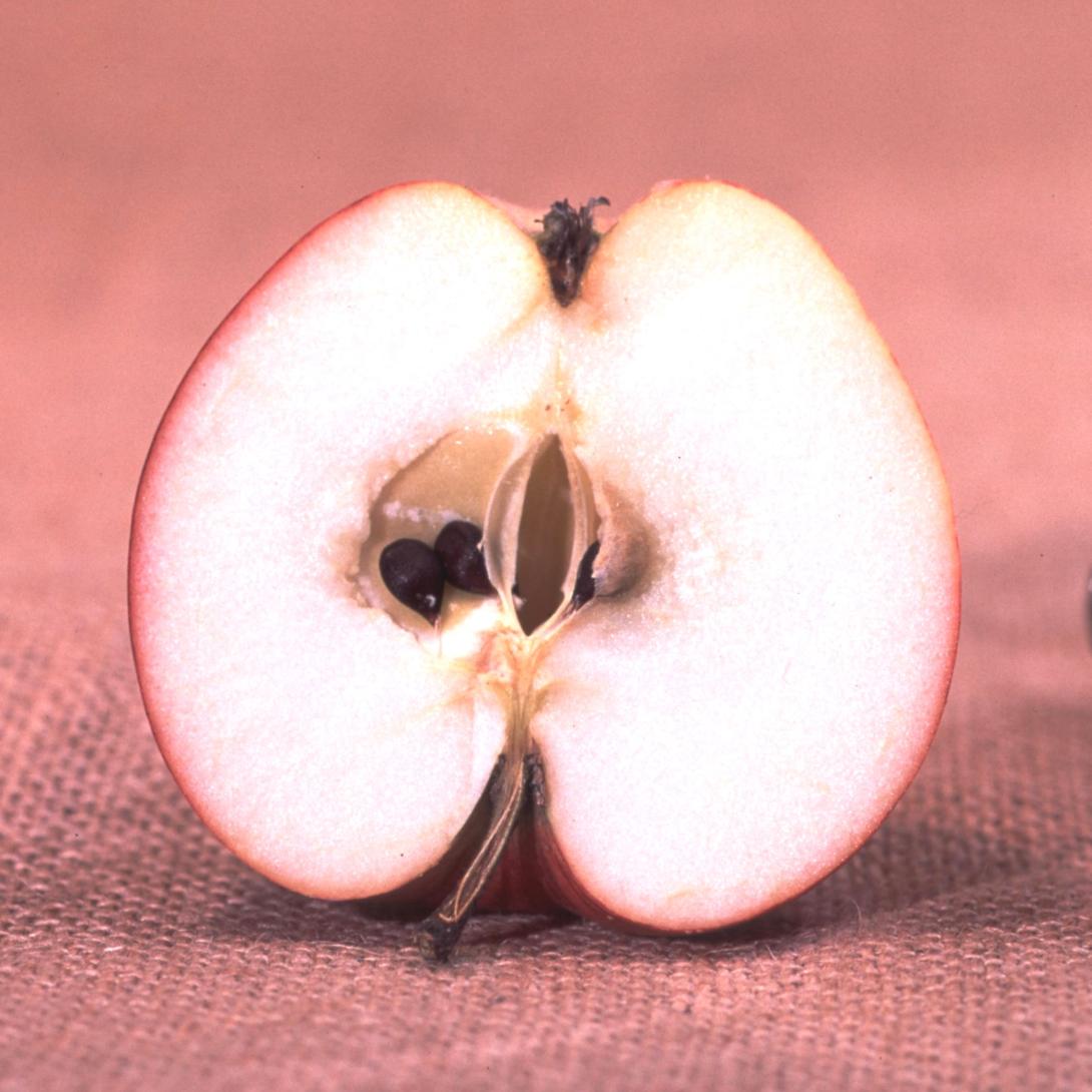 Dorheimer Streifling weiteres Schnittbild