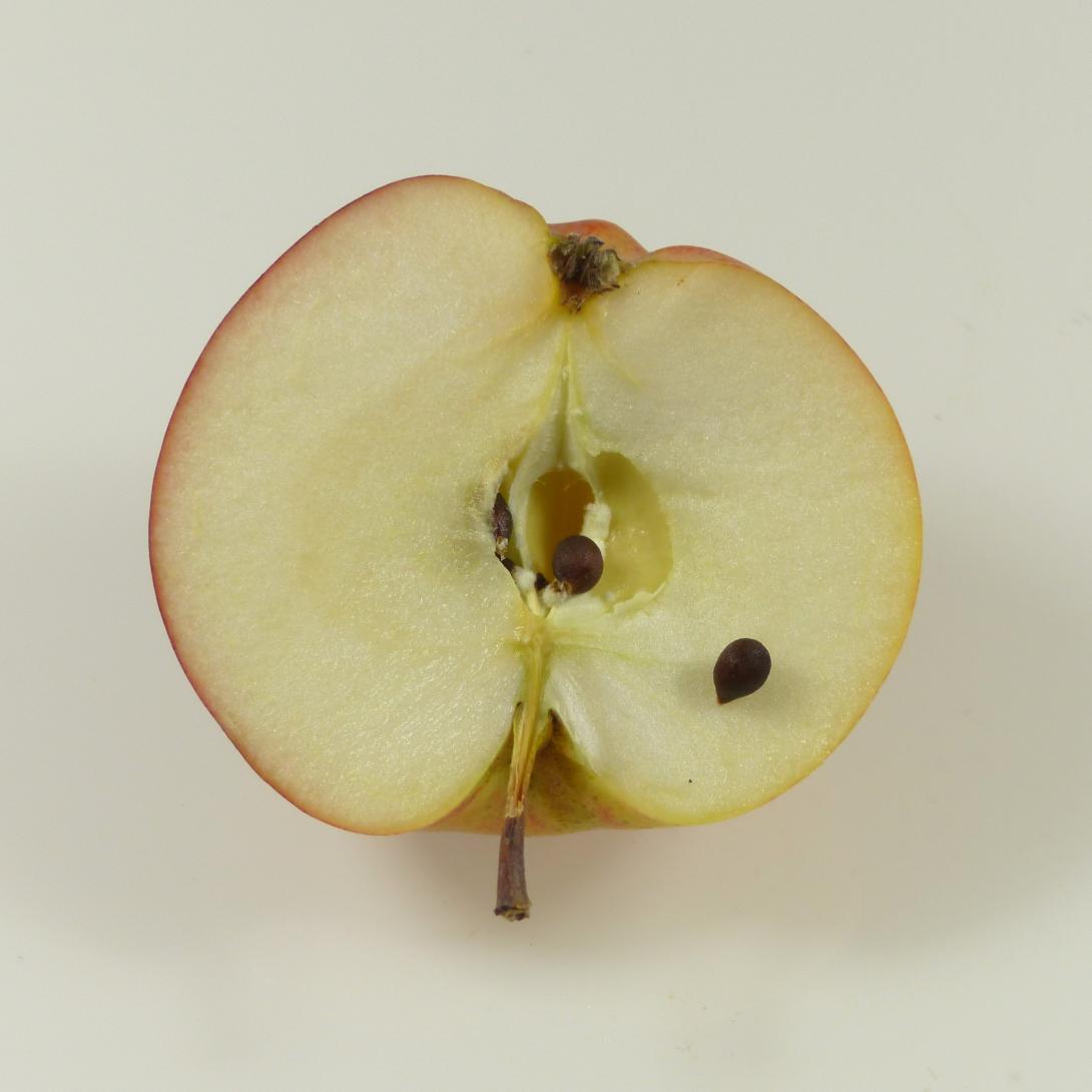 Dorheimer Streifling Schnittbild