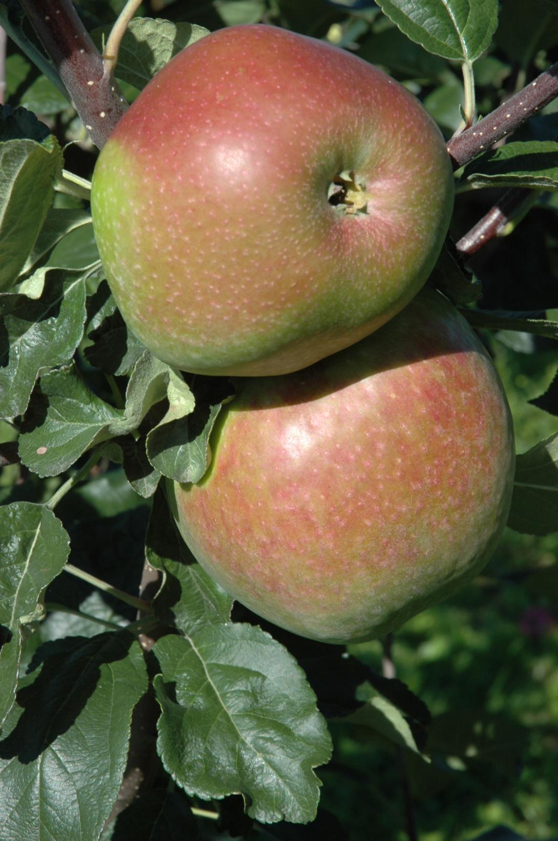 Extertaler - Frucht am Baum