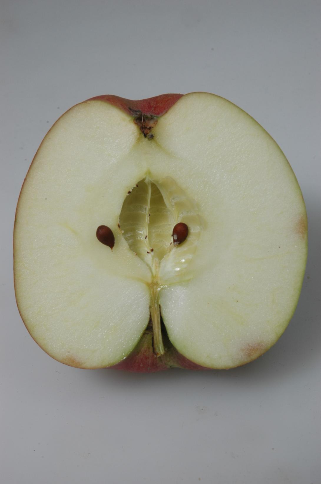 Extertaler - geschnittene Frucht