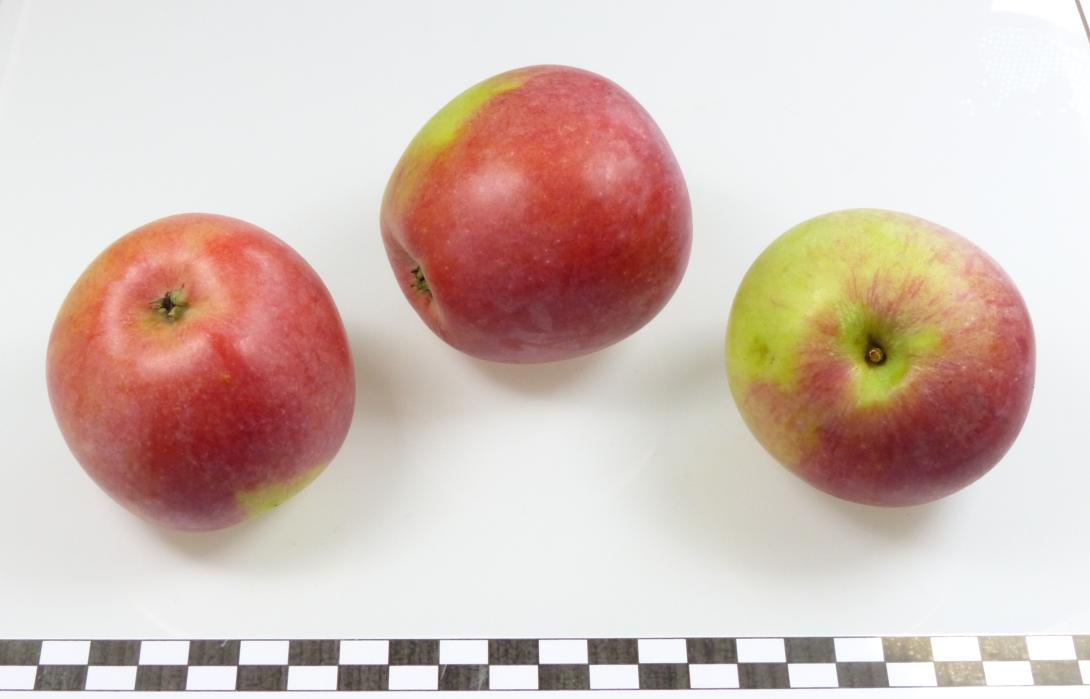 Großwallstädter Rosenapfel, drei Früchte