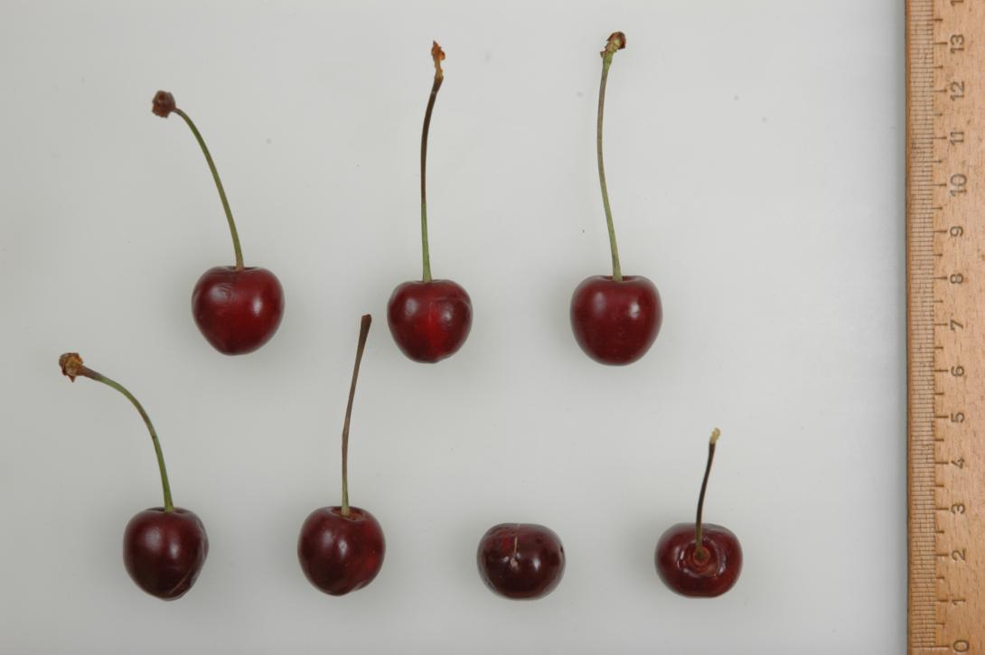 Frühe Maiherzkirsche (Studio-Foto)