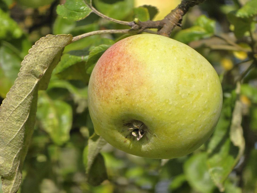 Früchte am Baum