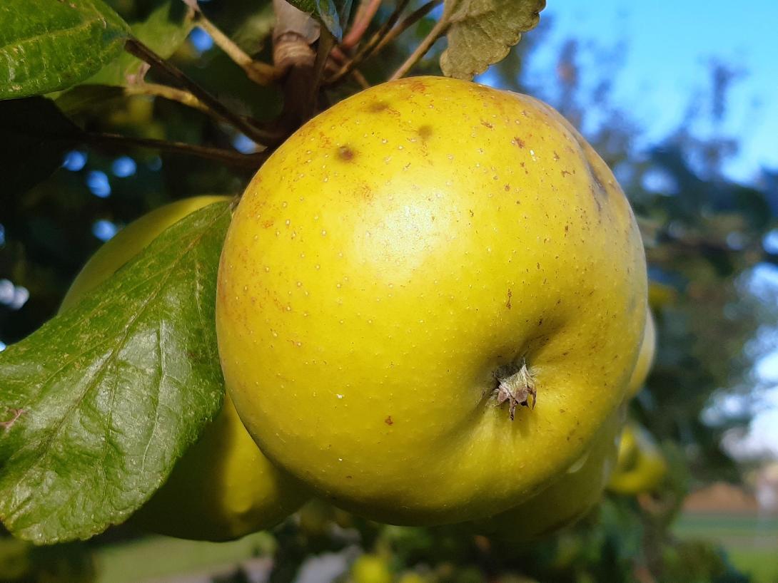 Früchte am Baum