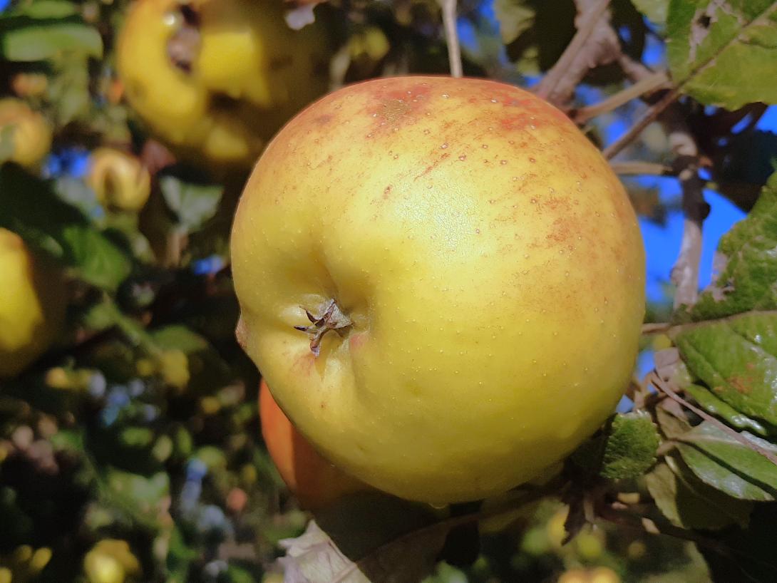 Früchte am Baum