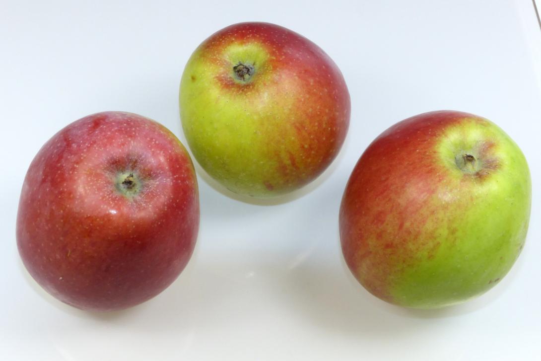 Friedberger Bohnapfel 3 Früchte Kelch