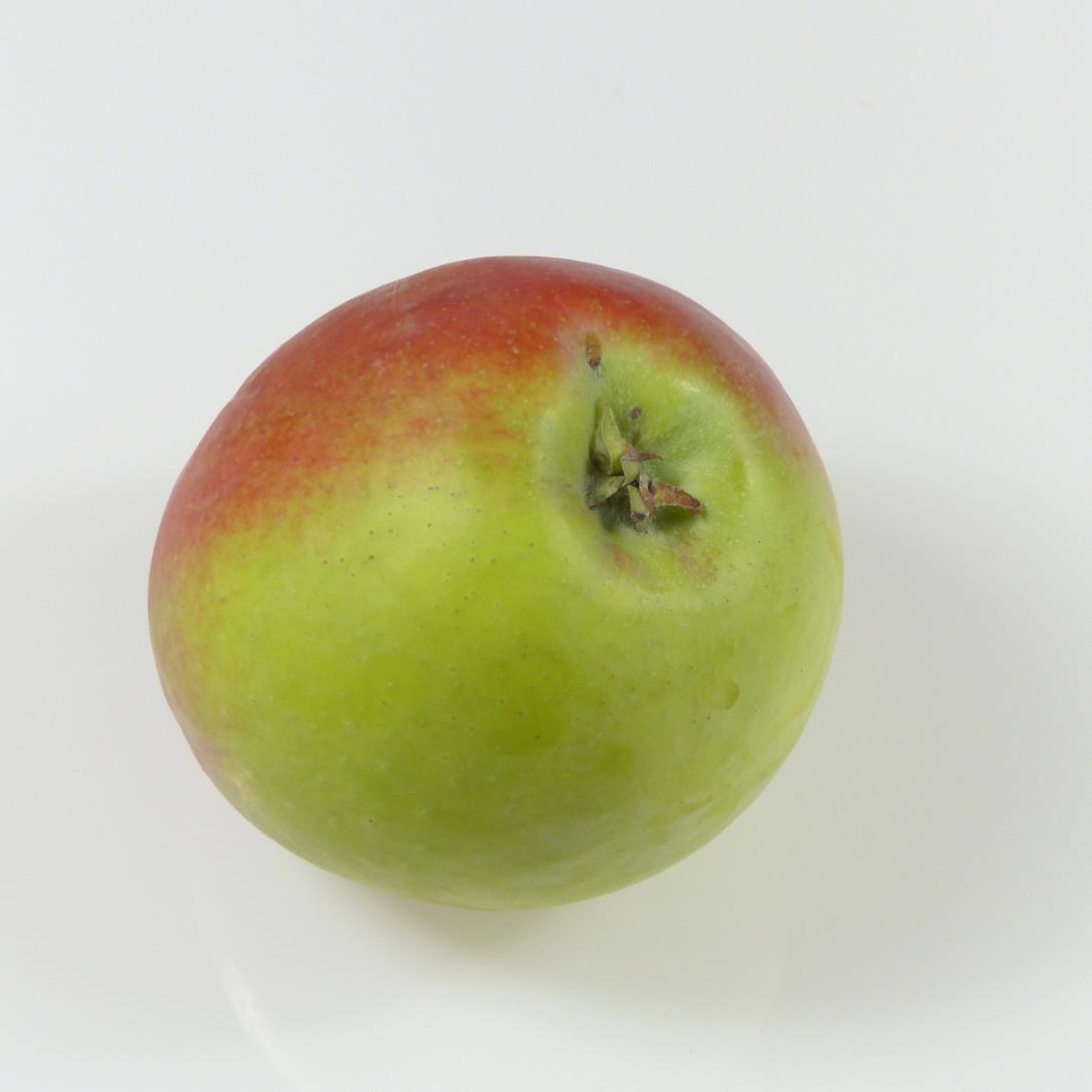 Friedberger Bohnapfel Kelch