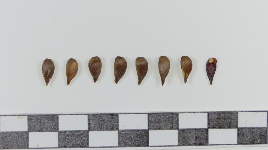 Friedberger Bohnapfel Kerne