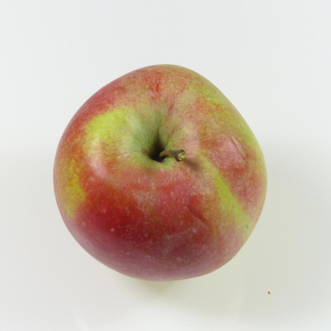 Friedberger Bohnapfel Stiel