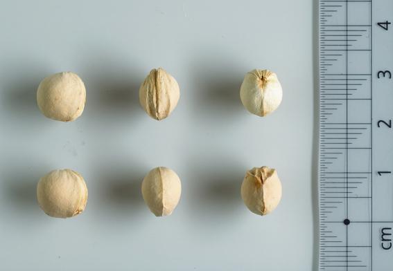 Fruchtsteine Tilgeners Rote Herzkirsche