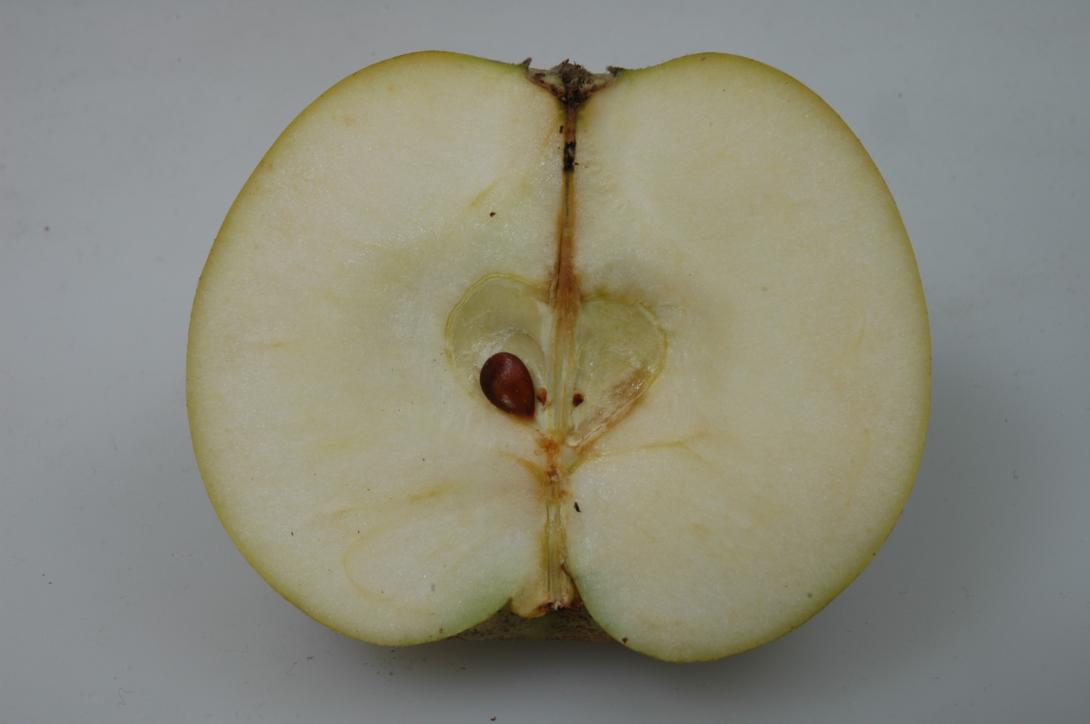 Gelber Münsterländer Borsdorfer (geschnittene Frucht)