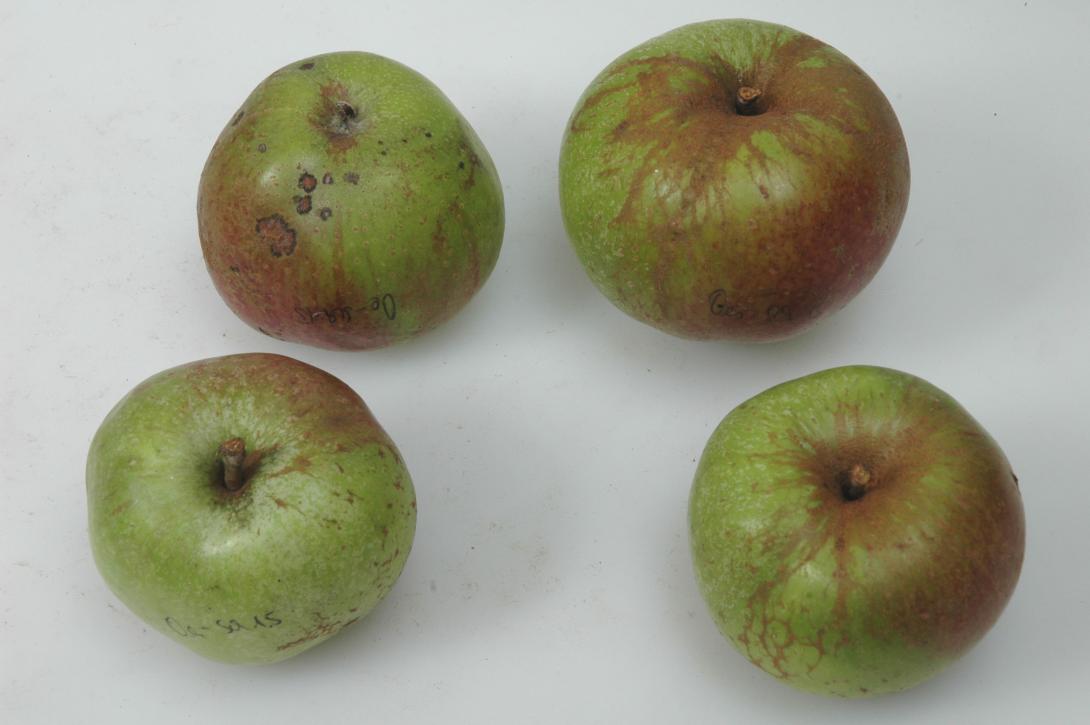 Geseker Klosterapfel (Studiofoto)