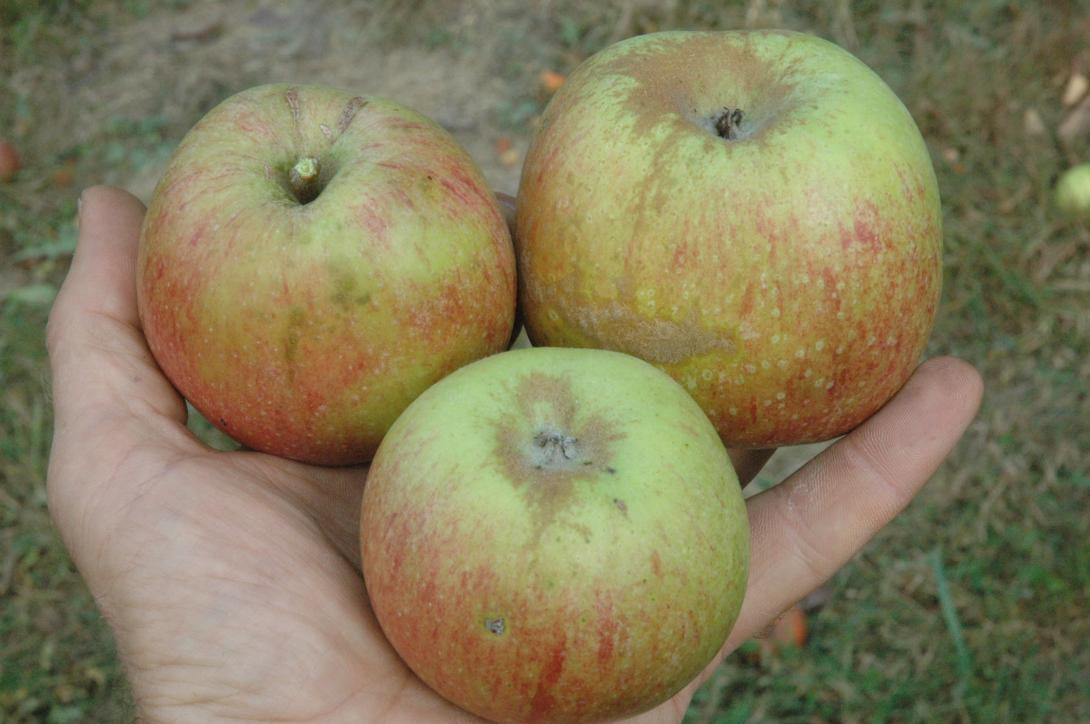 Geseker Klosterapfel