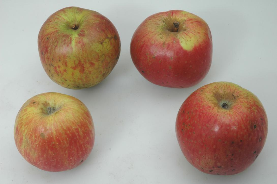 Geseker Klosterapfel (Studiofoto)