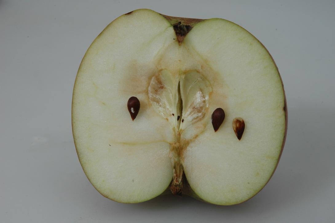 Geseker Klosterapfel (geschnittene Frucht)