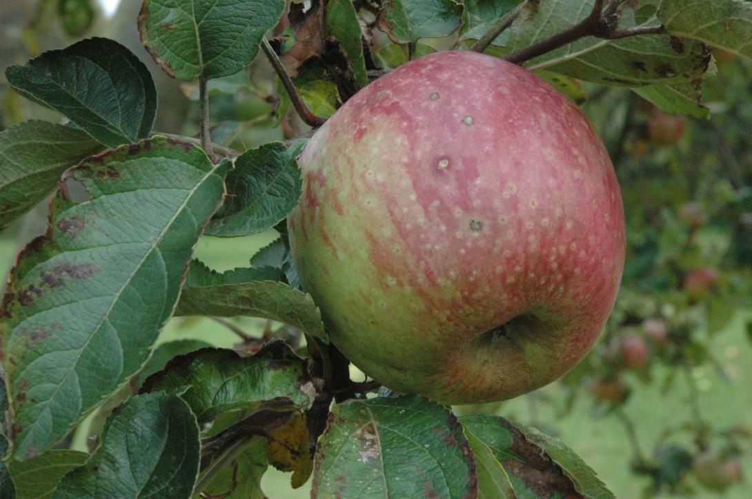 Geseker Klosterapfel 