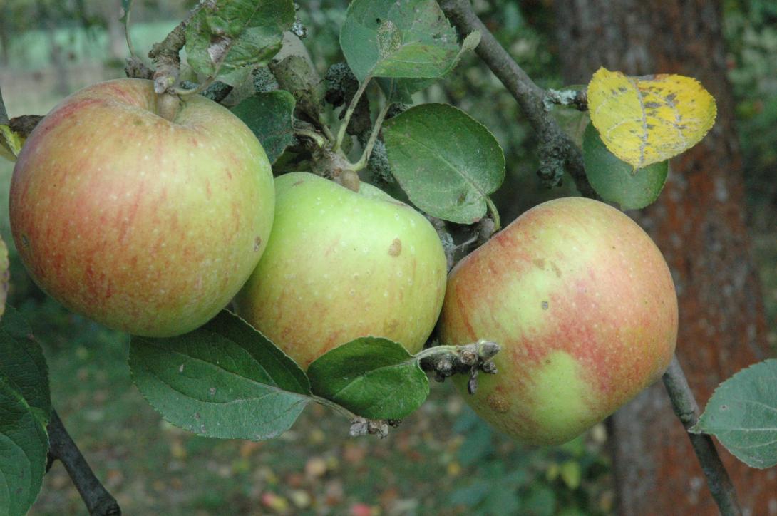 Geseker Klosterapfel 