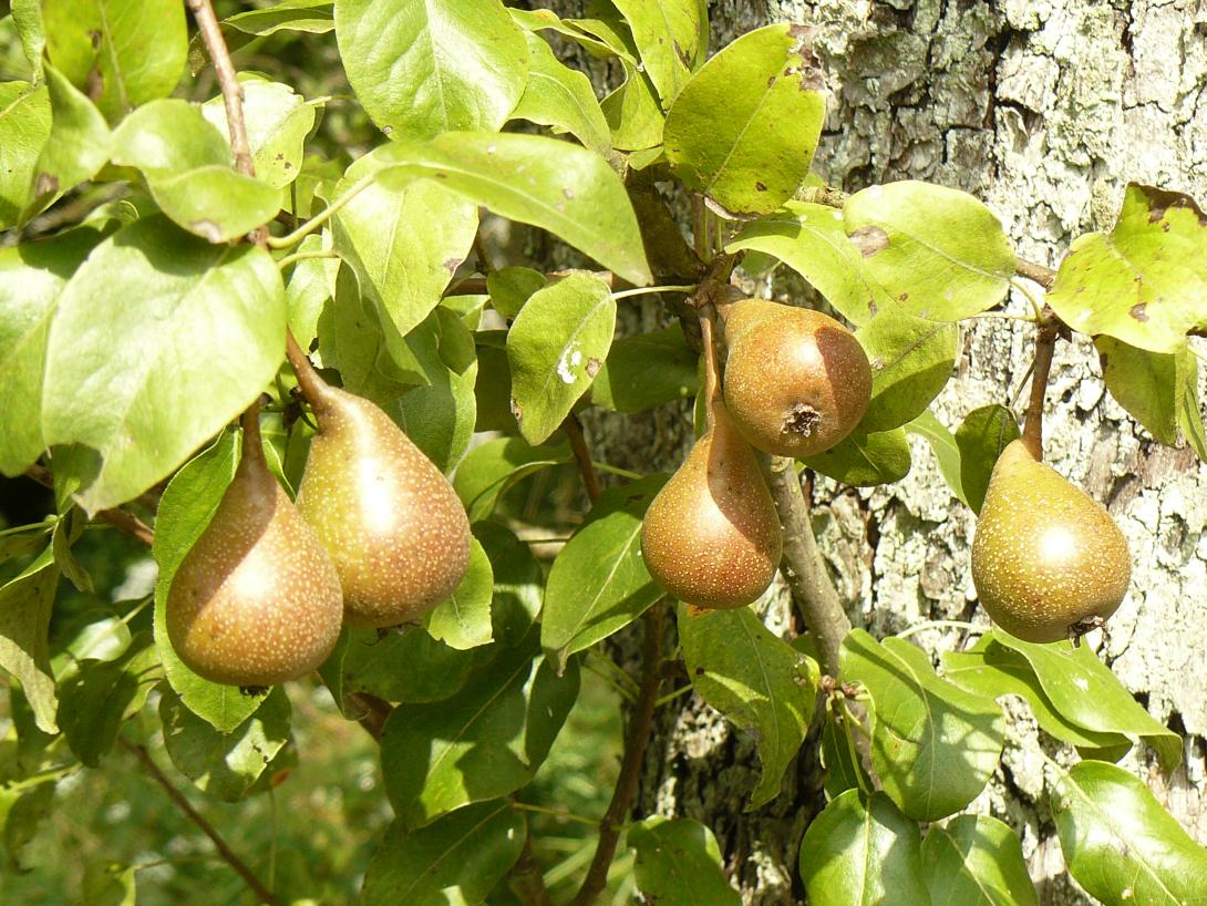 Goldhähnchen (Grieschenbirne). Foto Gaby Brunsmeier