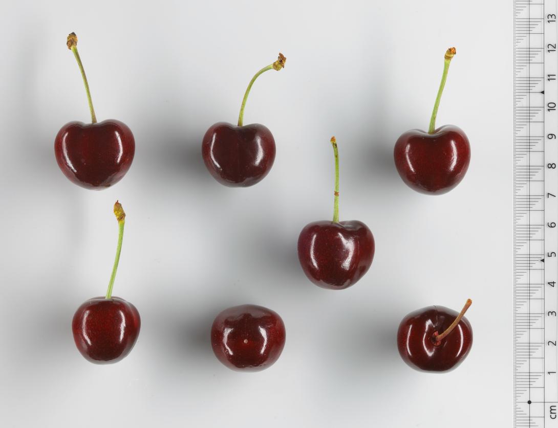 Grolls Schwarze (Studio-Foto)