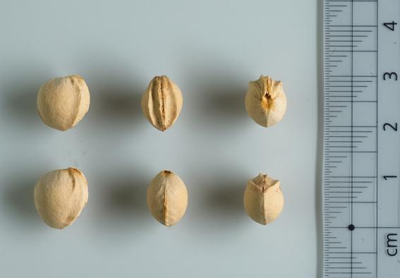 Grolls Schwarze (Fruchtsteine)