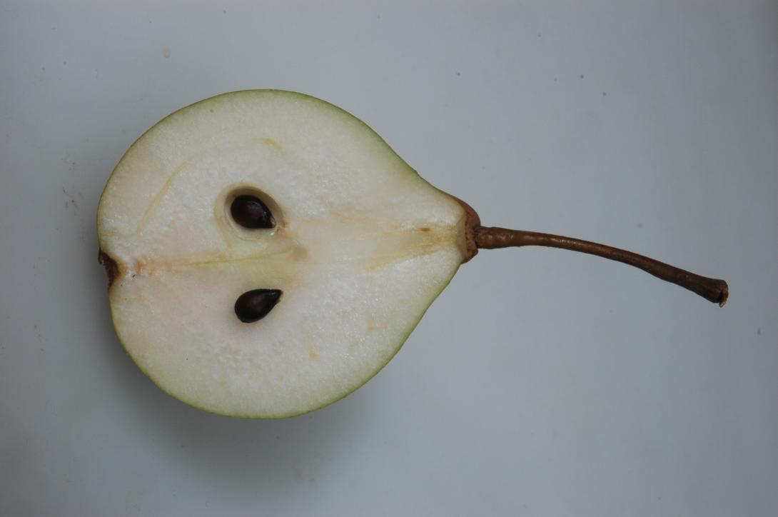 Hängeltebirne