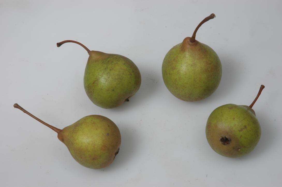 Hängeltebirne