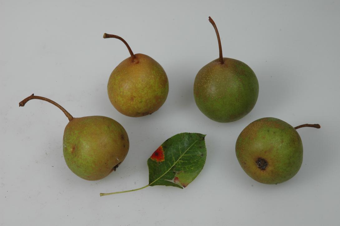 Hängeltebirne