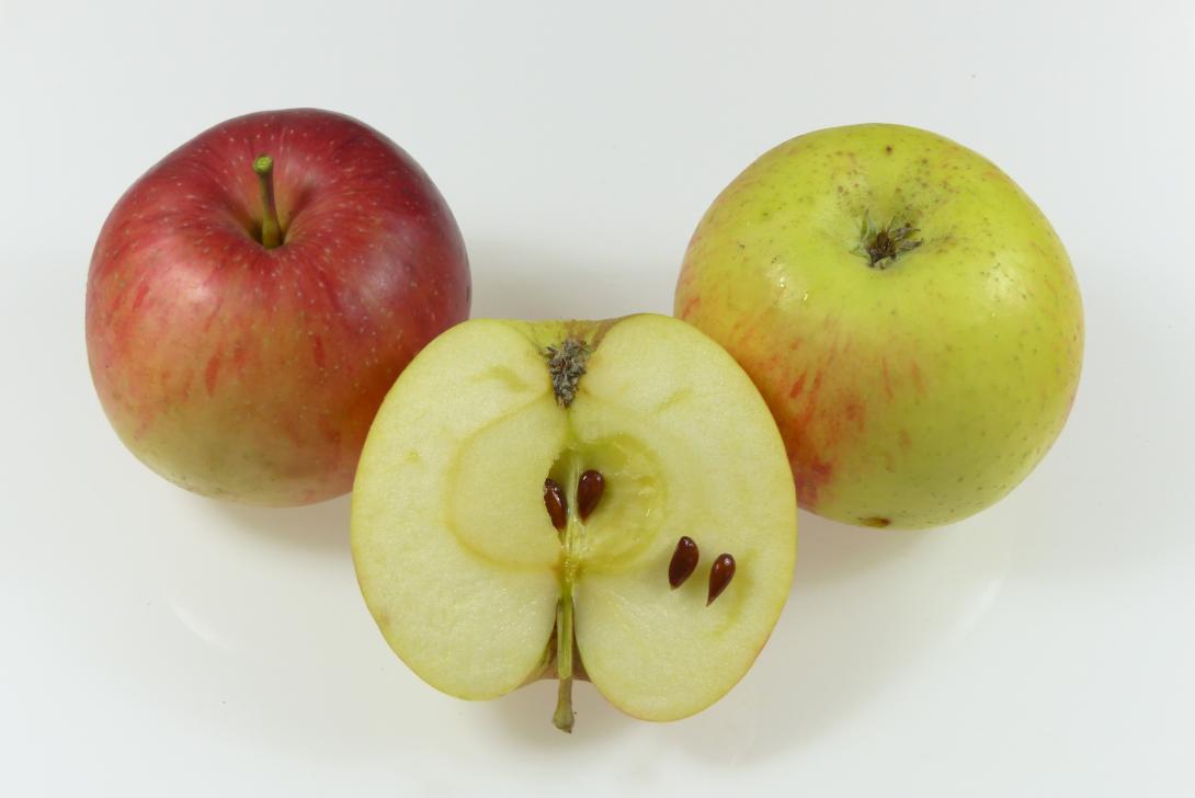 Hartapfel Gruppe mit Schnittbild