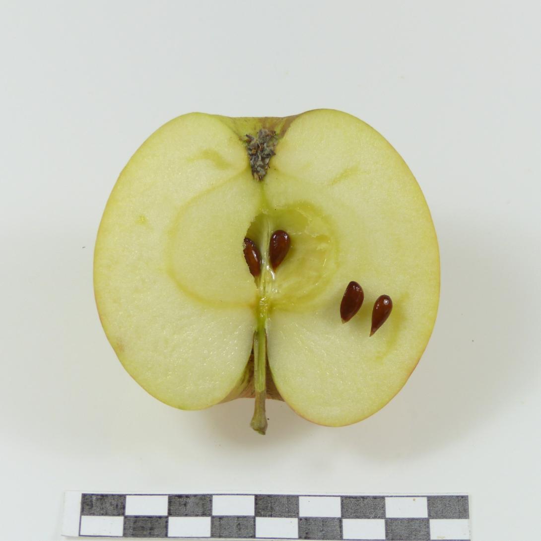 Hartapfel Schittbild