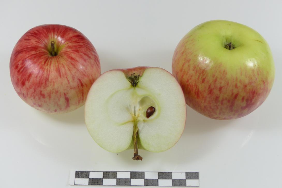 Heuchelheimer Schneeapfel Gruppe mit Schnittbild