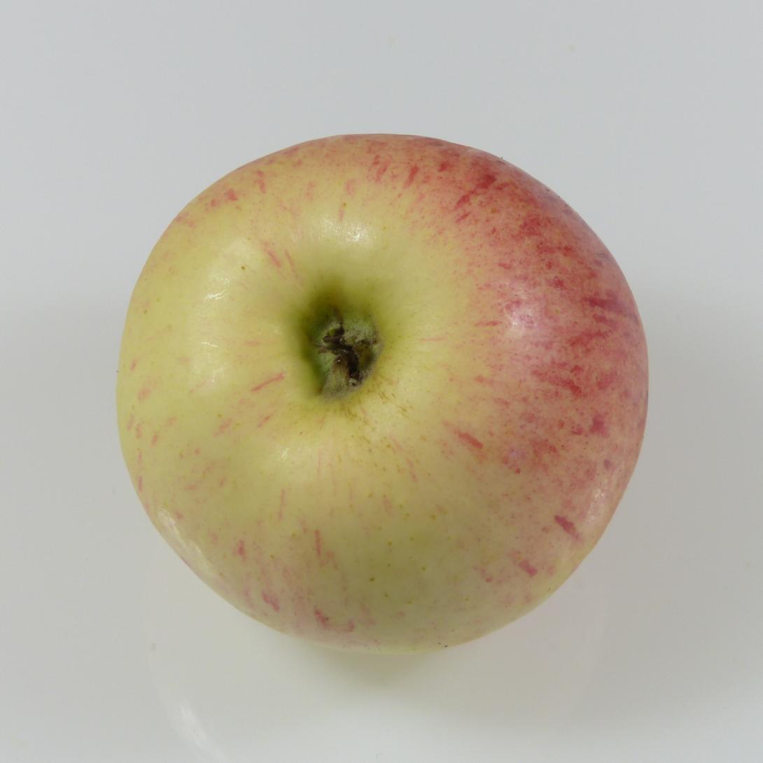 Heuchelheimer Schneeapfel Kelch