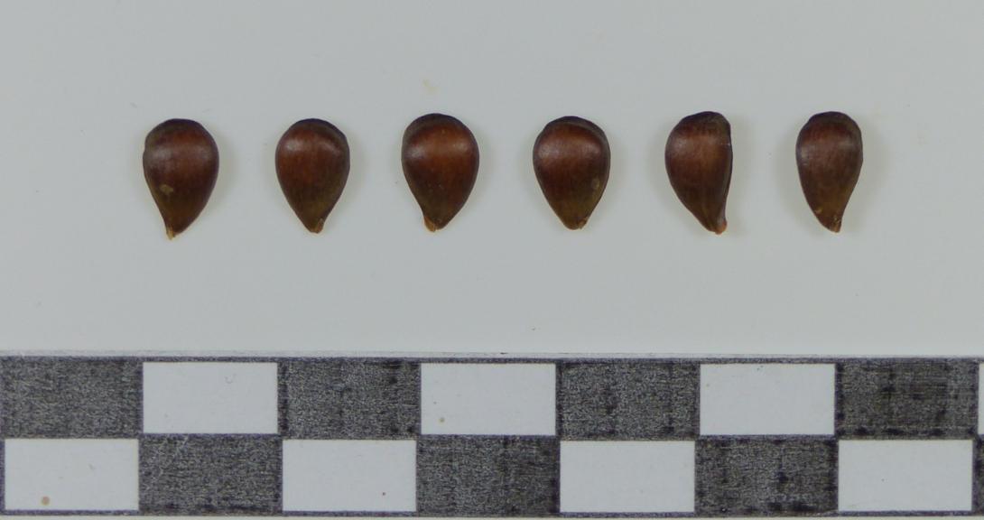 Heuchelheimer Schneeapfel Kerne