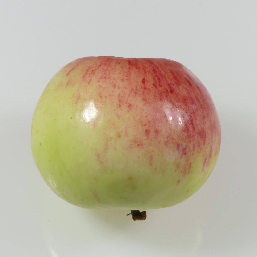 Heuchelheimer Schneeapfel Profil