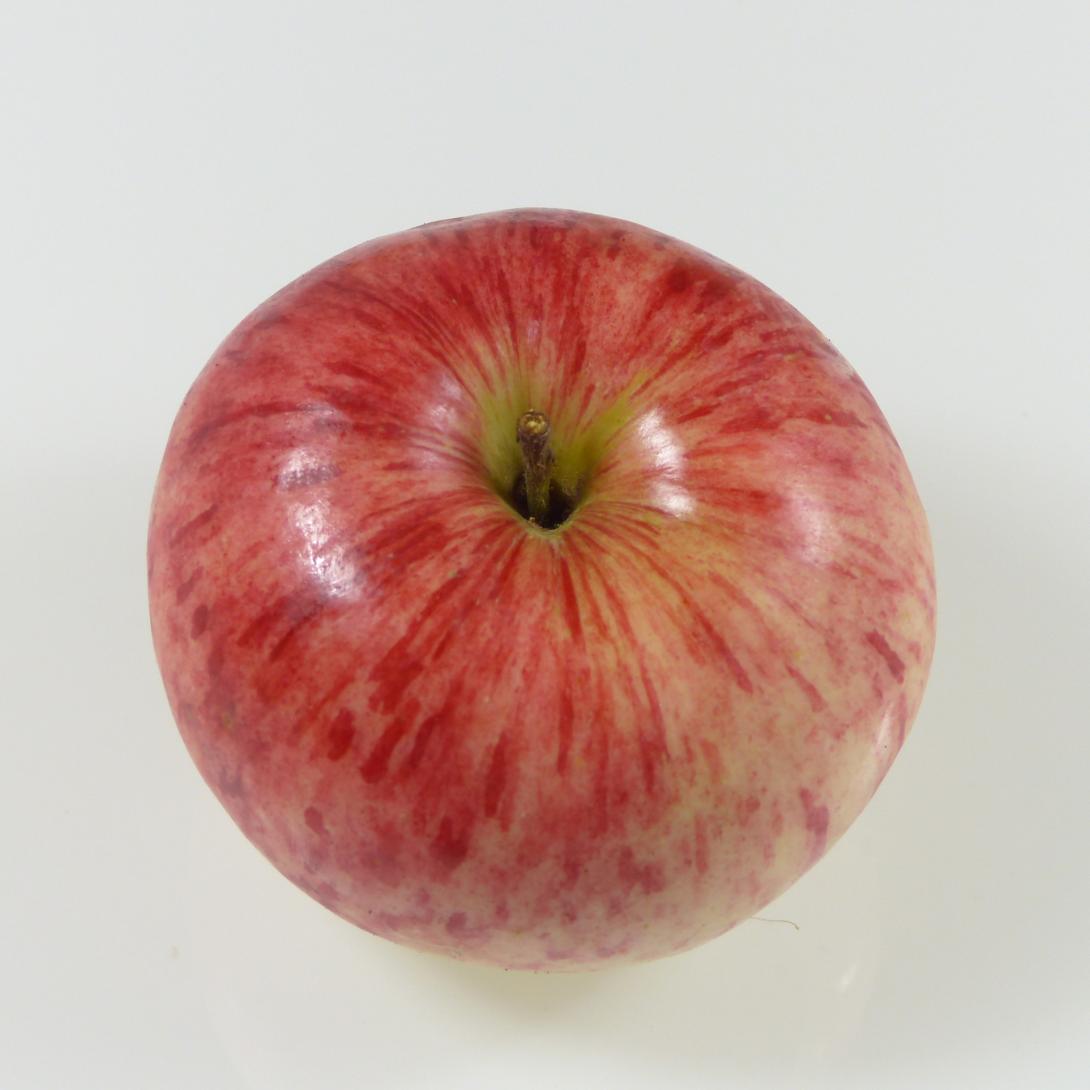 Heuchelheimer Schneeapfel Stiel