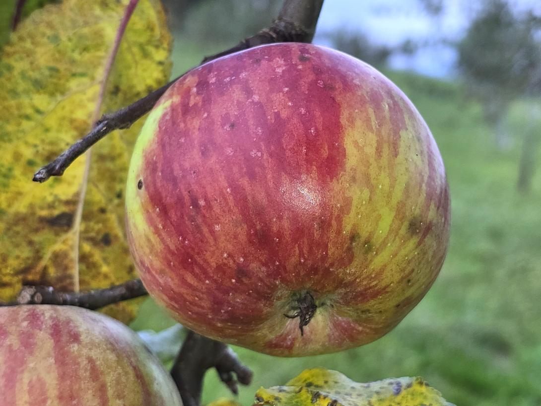 Frucht am Baum