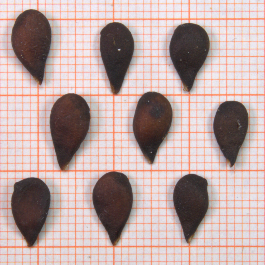 ID: 1387_bis_1389_1110867